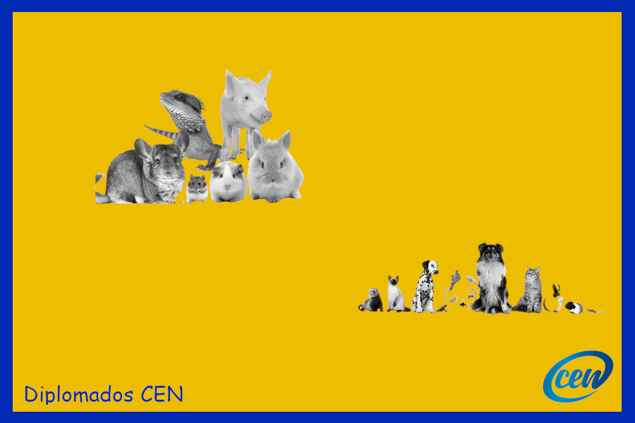 BannerMASCOTAS